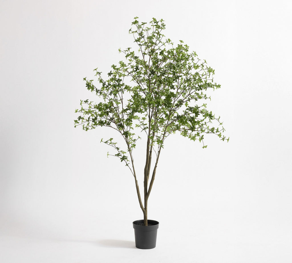 Potted Gypsophilia Tree 6Ft