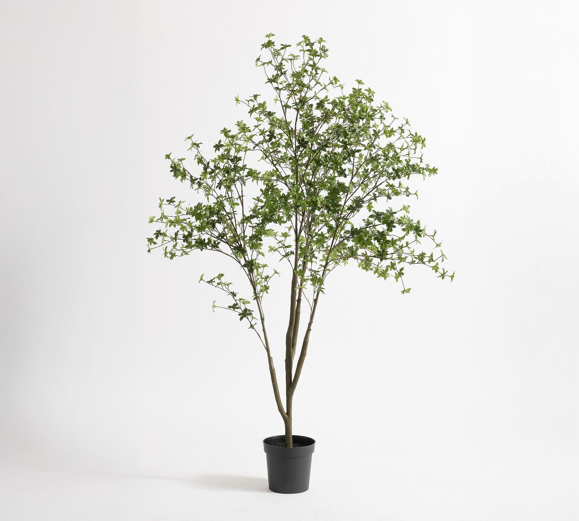 Potted Gypsophilia Tree 6Ft