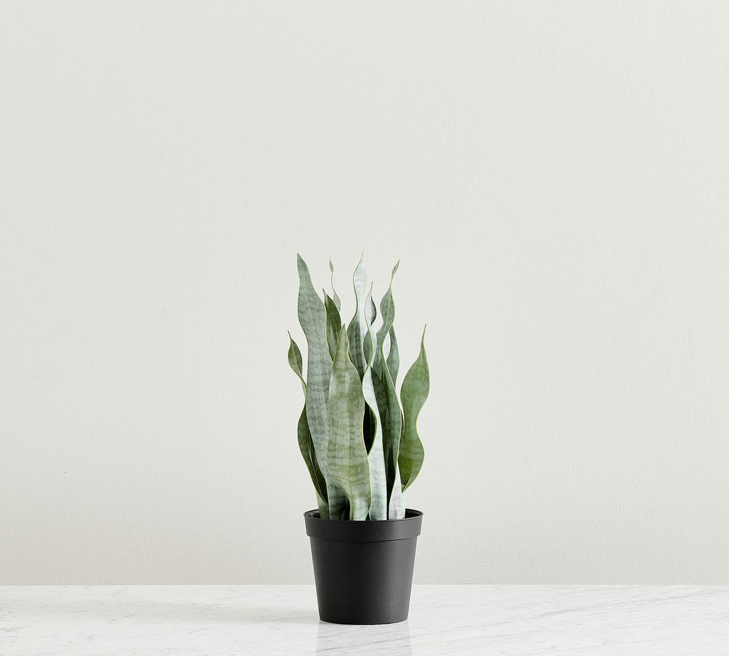 Faded Whale Fin Plant – 18"H