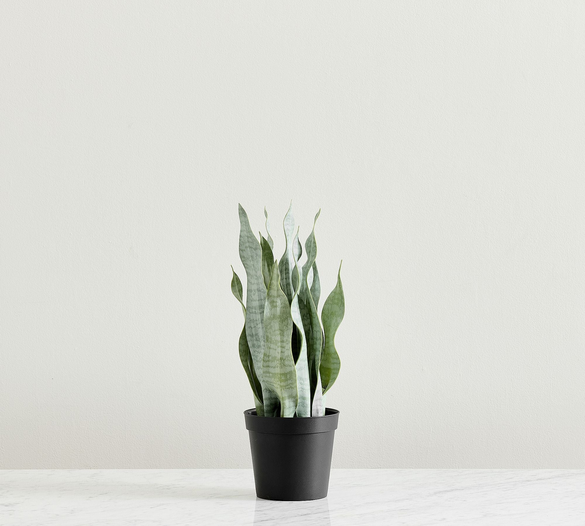 Faded Whale Fin Plant – 18"H