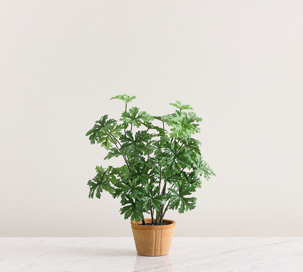 Potted Citronella 18"H