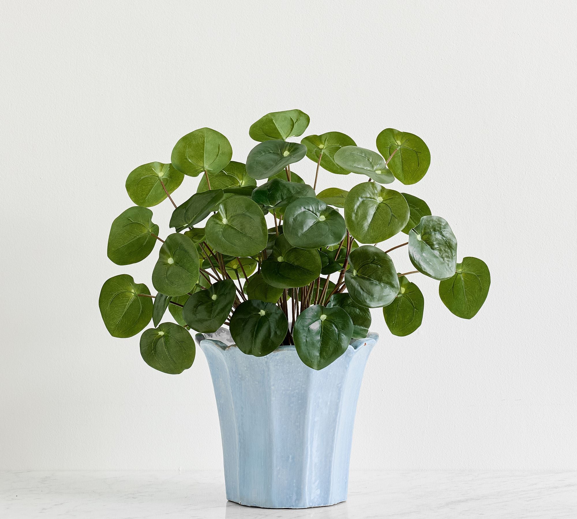 Elephant Ear Plant Large