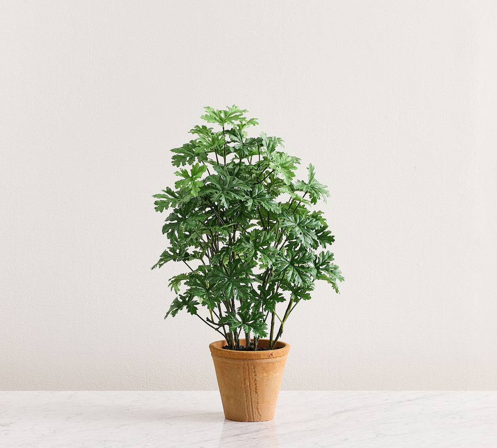 Potted Citronella 24"H