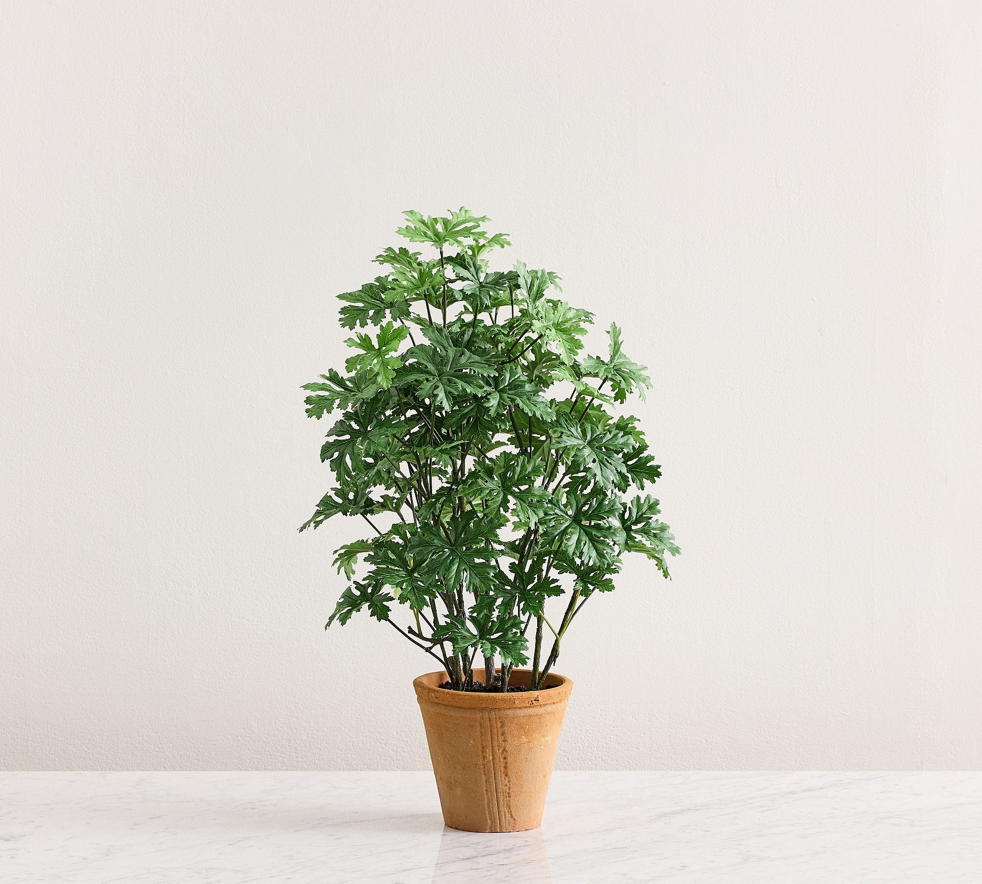 Potted Citronella 24"H