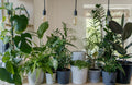 Plant moisture meter in matte black beside potted plant