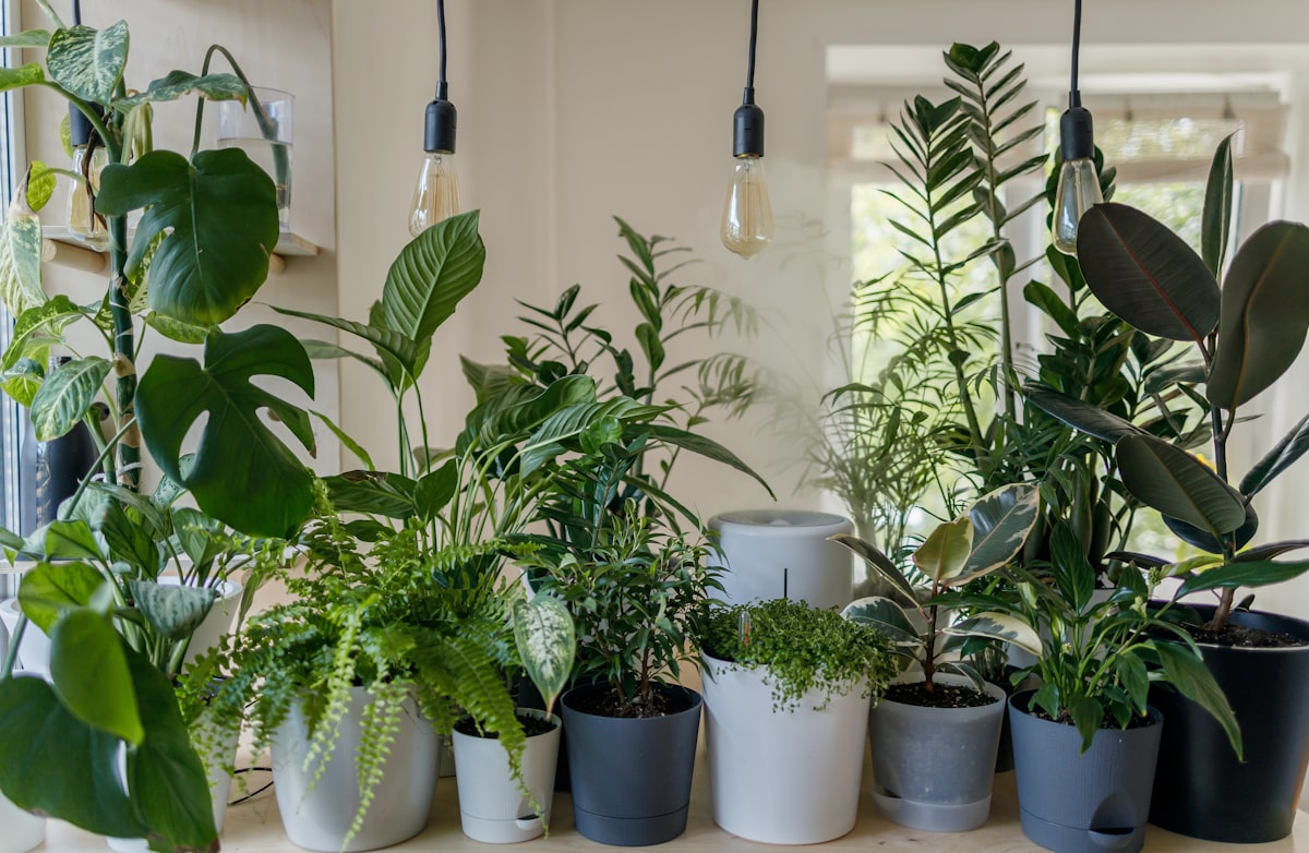 Plant moisture meter in matte black beside potted plant