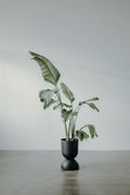 Modern wood plant stand with potted plant in minimalist room