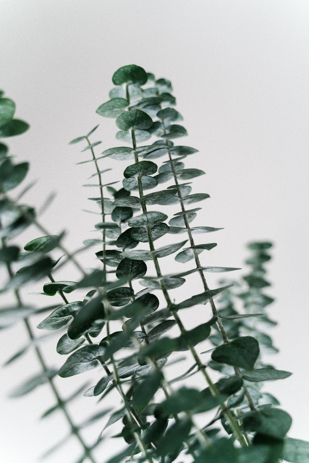 Olive tree branches with silvery-green leaves close-up detail