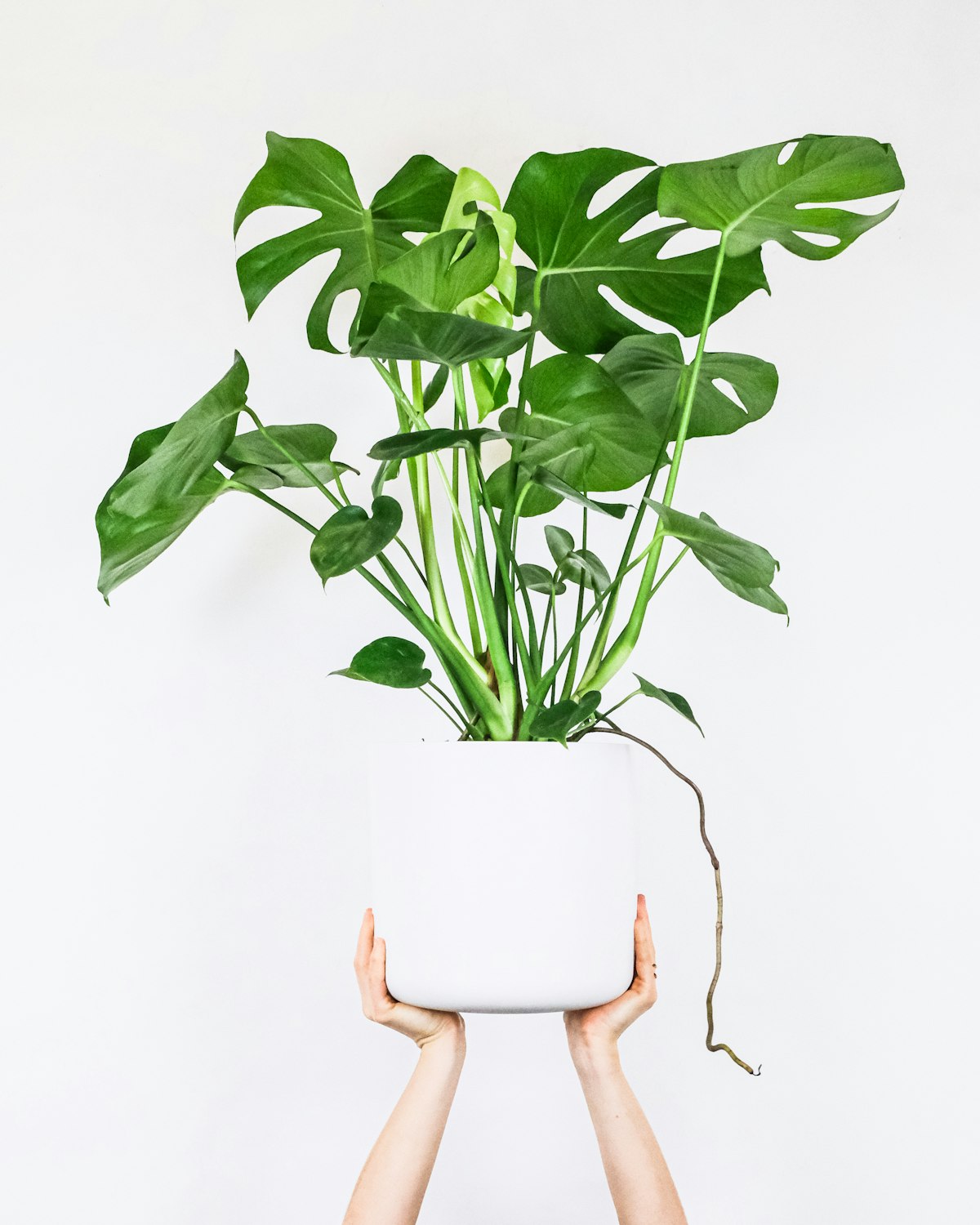 Monstera plant with large split leaves in bright modern room