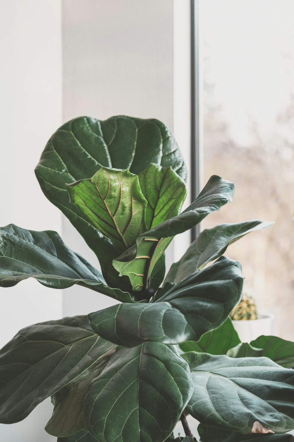 Fiddle leaf fig tree near a bright window in a modern home