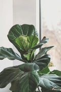 Fiddle leaf fig tree near a bright window in a modern home
