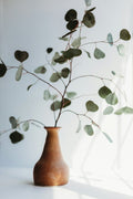 Eucalyptus branches and leaves detail in natural light