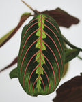 Rubber tree plant with dark glossy leaves in minimalist setting