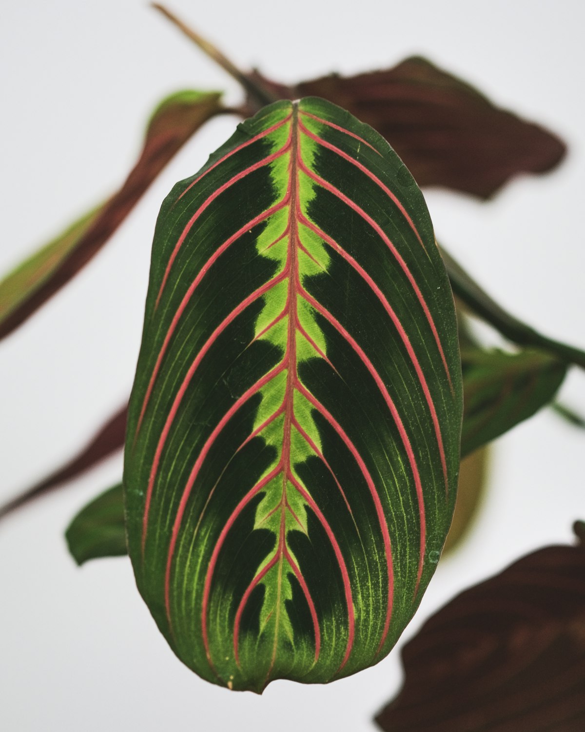 Rubber tree plant with dark glossy leaves in minimalist setting