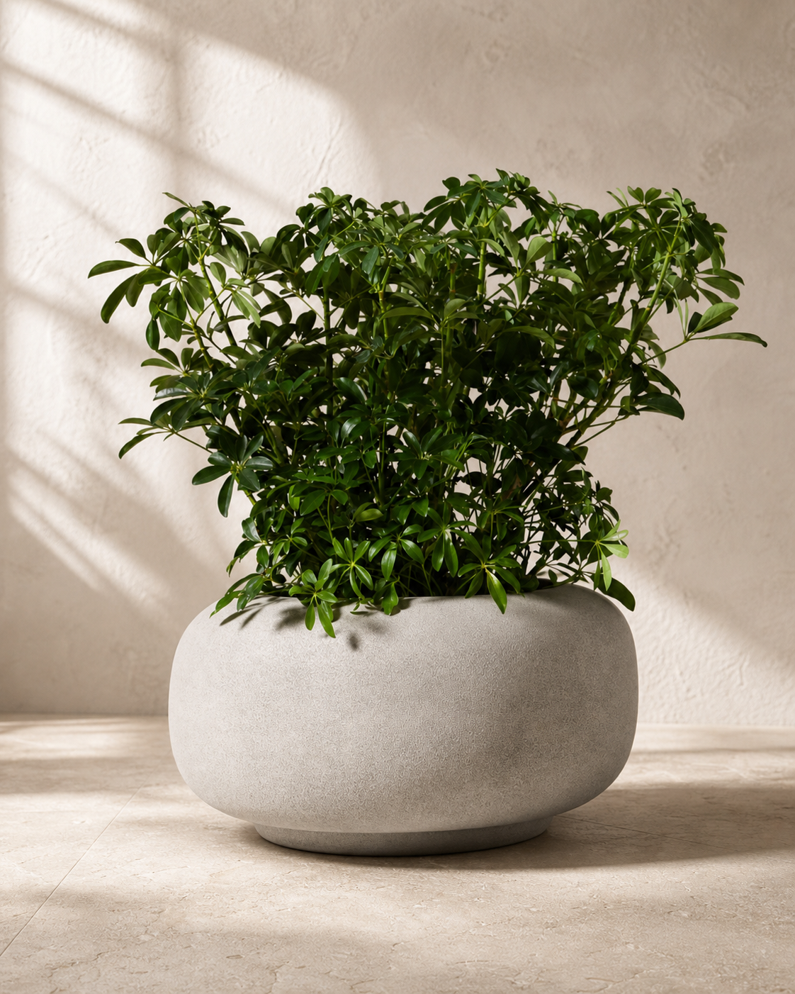 Gray Anique round cement planter with an umbrella tree in warm natural light.