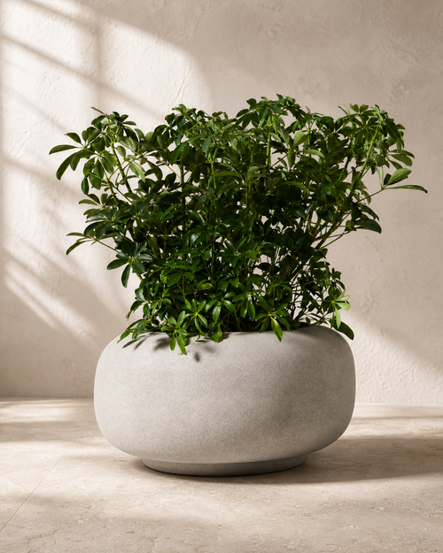 Gray Anique round cement planter with an umbrella tree in warm natural light.
