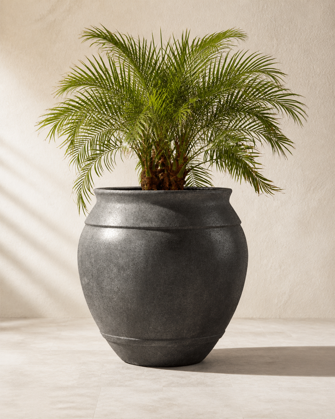 Belly XL charcoal round planter with a sculptural palm in warm natural light.