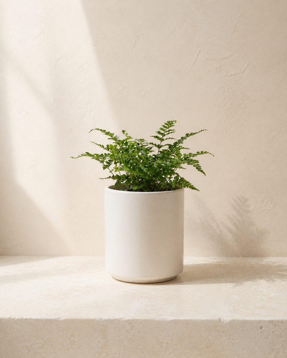 Callis warm white matte cylinder planter with a compact fern.