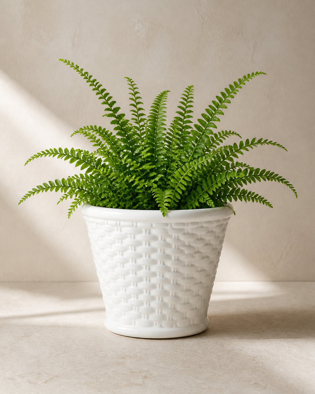 Glossy white ceramic woven cachepot with a compact green fern.