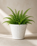 Glossy white ceramic woven cachepot with a compact green fern.