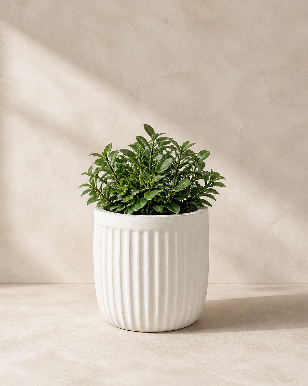 Warm white concrete fluted outdoor planter with compact architectural foliage.