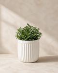 Warm white concrete fluted outdoor planter with compact architectural foliage.